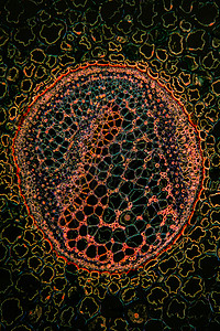 100x 横截面的括弧根细胞水管植物暗场蕨类科学薄片组织叶脉组织学图片