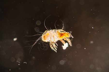 显微镜下的房屋灰尘泥宏观暗场过敏害虫口器螨虫疾病寄生虫科学图片