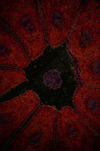 松木松木的纵向剖面扩大100x森林科学生物学组织组织学切面细胞宏观植物学植物图片
