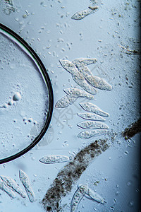 100x 水滴中的硅浮游浮游生物动物纤毛纤毛虫单细胞科学水池微生物池塘睫毛膏宏观图片