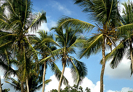 椰子手掌与坚果 在海滩上的蓝天空图片