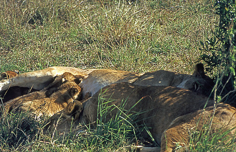 非洲热带大草原的狮子与年轻动物捕食者荒野婴儿动物猎人豹属母狮男性摄影动物群图片