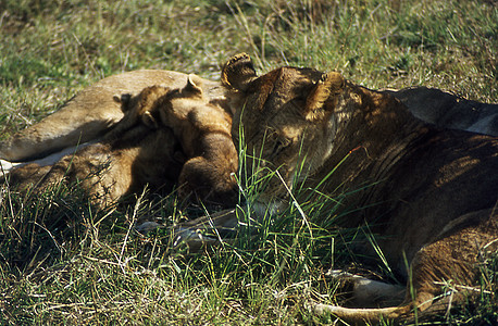 非洲热带大草原的狮子与年轻动物摄影野生动物捕食者哺乳动物马赛猎人男性婴儿母狮动物群图片