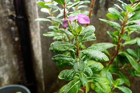 叶子上的雨滴 树叶图像上的雨滴 美丽的雨季 绿叶上的水滴 小花植物 自然背景阳光绿色农业环境园艺花瓣气候植物学食物热带图片