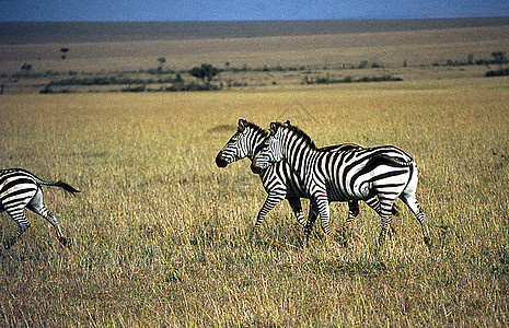 非洲热带草原的斑马和放牧动物脊椎动物食草保护荒野野生动物野外动物哺乳动物野生植物动物群图片