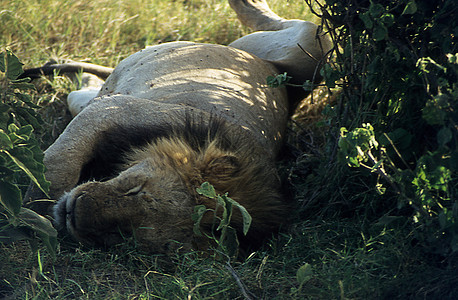 非洲热带大草原的狮子与年轻动物捕食者荒野豹属摄影猎人男性动物婴儿生活母狮图片