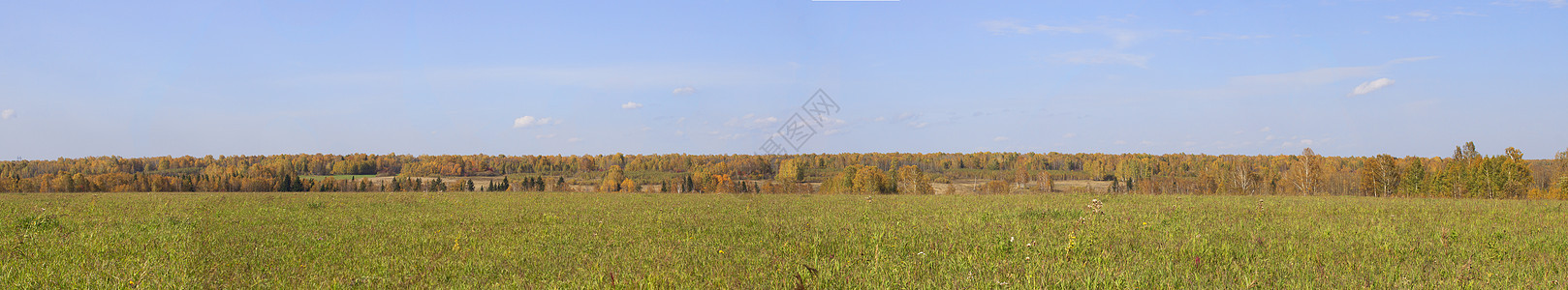 全景的秋天自然 黄树林和田野的秋天阳光农村场地蓝色公园落叶绿叶橡木环境风景图片