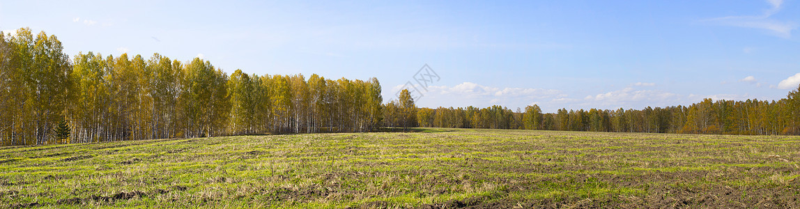 全景的秋天自然 黄树林和田野的秋天草地蓝色橙子颜色风景场地公园环境橡木叶子图片