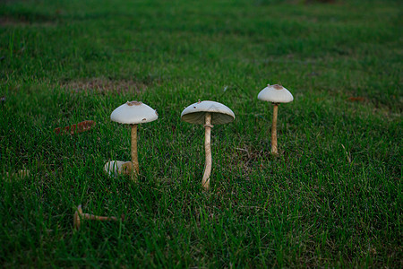 雨天过后 草地随着蘑菇生长木头食物荒野苔藓宏观植物季节棕色菌类森林图片
