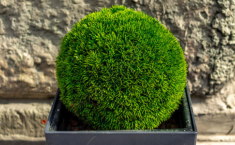 抽象背景植物树篱植物学叶子剪裁绿色艺术圆形园艺衬套图片