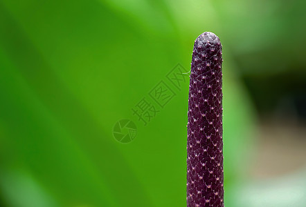 费丁登植物树脂背景图片