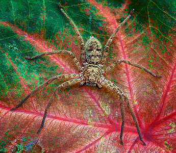 猎人蜘蛛在菲洛登山叶上背景图片