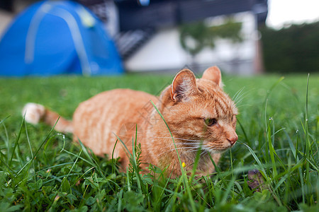 长着橙色眼睛的短头发红小猫 蹲在青绿新鲜草地上宠物猫咪鼻子尾巴橙子公园隐藏毛皮哺乳动物短发图片