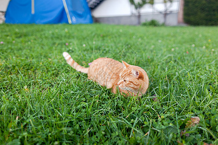 长着橙色眼睛的短头发红小猫 蹲在青绿新鲜草地上剥离公园哺乳动物隐藏毛皮花园橙子短发耳朵动物图片