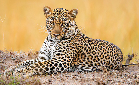 环球美景图片组织野生动物护照世界旅行旅游博主明信片游记图片