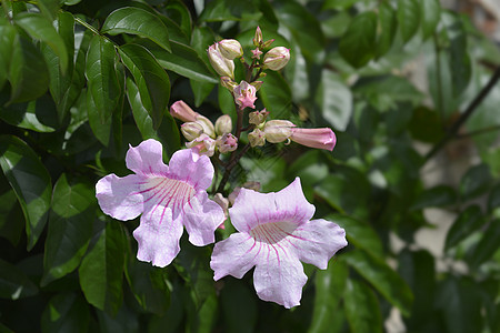 粉粉角葡萄藤植物学绿色粉色龙虾花园苦力叶子科玛植物图片素材