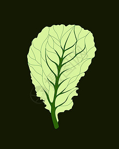 新鲜生菜绿色沙拉 在黑暗背景中分离的一片叶子 矢量平板图 美味的食物或烹饪原料花园小吃饮食艺术卡通片市场纤维蔬菜杂货店插图图片