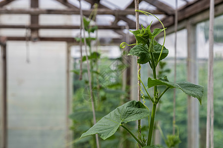 温室的黄瓜要生长了 特写绿色坚固的攀登曲线草本植物叶子植物食物园艺场地花园疙瘩水果图片