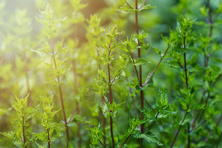 绿叶薄荷背景 薄粉  在花园里生长草本植物香气植物芳香药品园艺叶子食物成长疗法图片