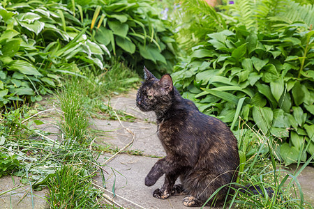 黑猫坐在绿色花园里图片