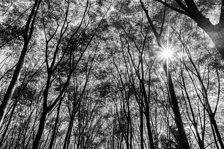 泰国南部的种植树橡胶或乳胶树橡胶树木热带小路人行道森林花园场景风景环境木头图片