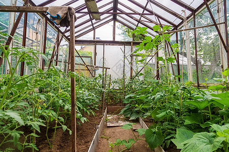 在乡下房子的温室里 被卷着南瓜鞭打农业绿色植物菜园场地南瓜村庄生长食物农场园艺图片
