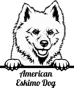 皮狗 - 美国爱斯基摩犬种 - 白头孤立的头图片