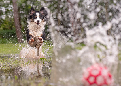 在水面草地上奔跑的狗狗乐趣喜悦快乐闲暇飞溅跑步玩具公园场地享受图片
