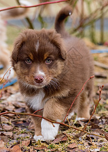 澳大利亚牧羊小狗爪子牧羊犬犬类三色草地公园朋友宠物牧羊人快乐图片