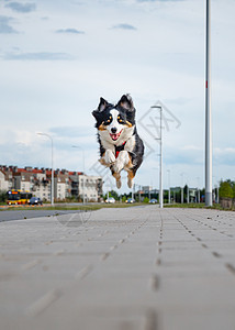 澳大利亚牧羊犬犬类哺乳动物乐趣友谊朋友毛皮跑步成人快乐三色图片