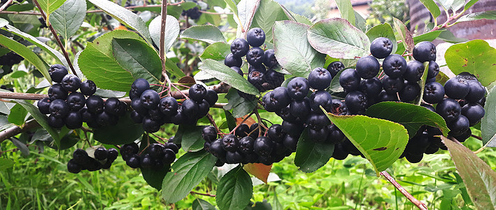 阿罗尼亚白莓树枝 螺丝浆 班纳食物植物衬套花园横幅绿色水果宏观黑色叶子图片