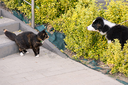 狗和猫草地乐趣花园牧羊犬友谊会议动物纷争鼻子嘶嘶图片