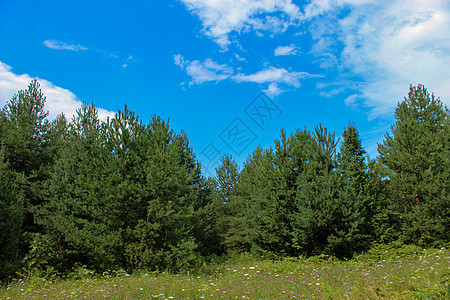 前面有一片草地的松林 夏天绿色植物绿色植被森林树叶环境热带生态风景植物群图片