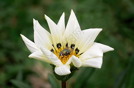 白花飞图片