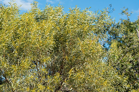 健康的澳大利亚瓦托树图片