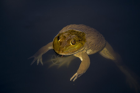 水中的青蛙动物主题斑点野生动物绿色两栖动物女性池塘沼泽摄影图片
