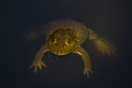 水中的青蛙两栖动物池塘女性植物学沼泽斑点反射野生动物溪流蓝色图片