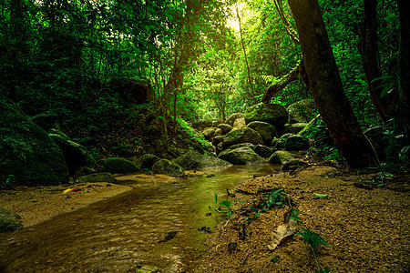 热带森林中的绿树和岩石 北边的水体图片