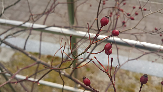 紧近地看见狗玫瑰灌木丛 树枝上挂着红莓子食物天气花园红色宏观季节荒野浆果植物水果图片