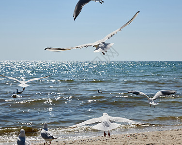 海鸥在夏天飞过黑海沙海滨上空 d海鸟动物动物群荒野支撑羽毛海滩白色翅膀旅行图片