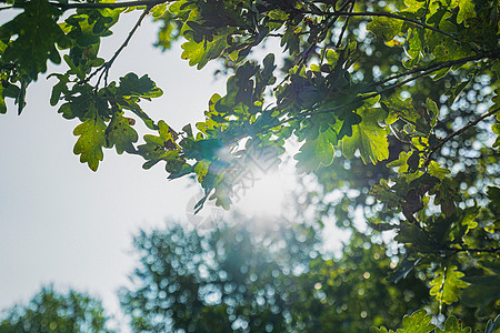 太阳穿过叶子公园射线阳光森林树叶晴天树木薄雾小路木头图片