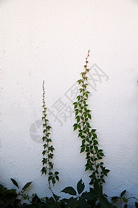 欧洲藤本月季花白色墙上的绿色爬动植物 复制模型空间部分建筑生长环境自然公园石材摄影水平纹理藤本植物背景