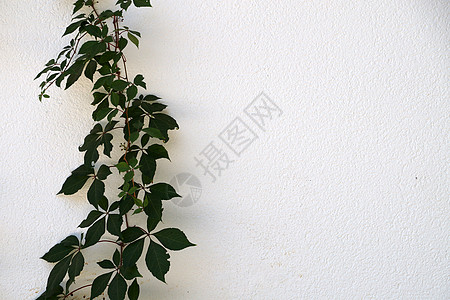 欧洲藤本月季花白色墙上的绿色爬动植物 复制模型空间石材叶子建筑纹理特征藤本植物自然公园花园环境水平背景