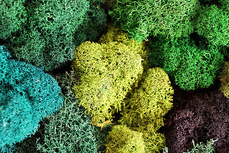 多色稳定软化苔 用于生态内部设计 封闭生长植物群材料森林叶子宏观地衣园林苔藓花园图片