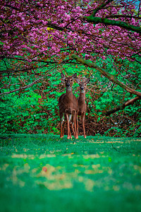 两只鹿在粉红树下站立时看着摄像机图片