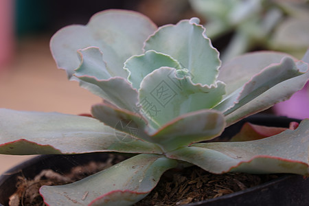 埃切韦里耶克雷诺林鲁弗勒斯花环收藏花朵多肉植物植物园艺花盆植物学生长农业图片