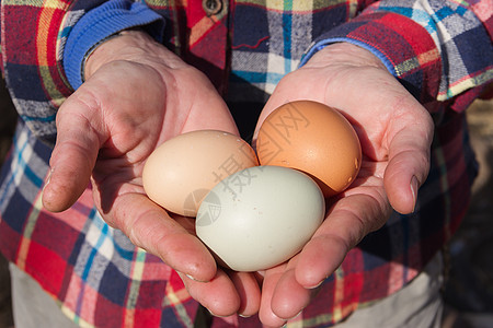 农村工作妇女的手 从鸡圈里拿新鲜鸡蛋图片