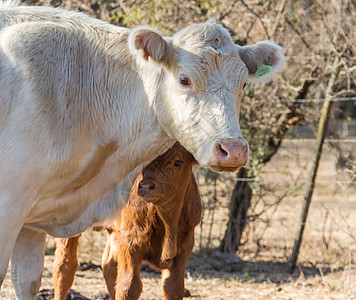 阿根廷农村的奶牛和小母牛数量健康奶制品小牛场地哺乳动物农场草地动物吮吸牧场图片