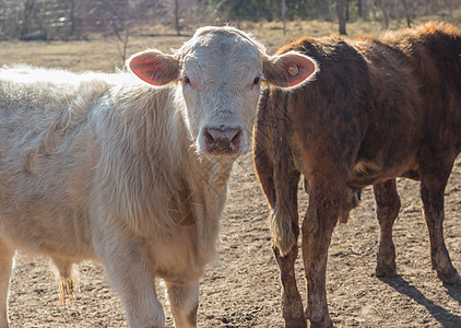 阿根廷农村的奶牛和小母牛数量牛肉健康农场农业牧场乡村动物吮吸哺乳动物小牛图片