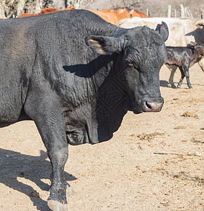 阿根廷农村的黑公牛勃朗古斯动物吮吸草地农业乡村奶牛健康场地农民牛肉图片